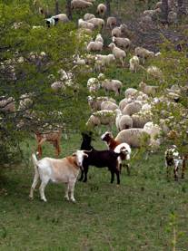 THE TRANSHUMANCE ON THE HIGHLANDS
